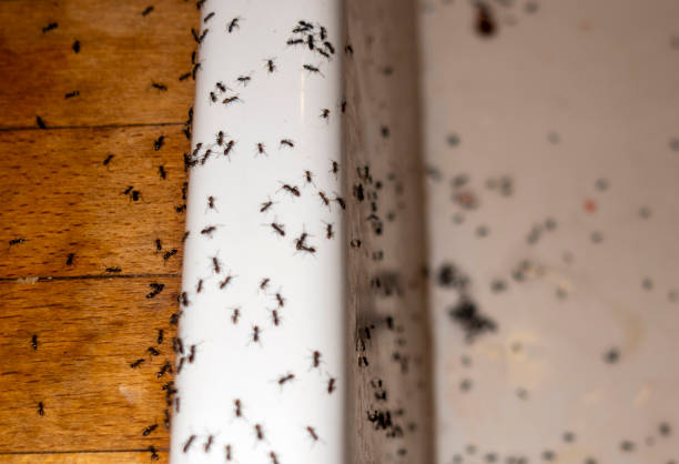 Best Pest Inspection Near Me  in , NC