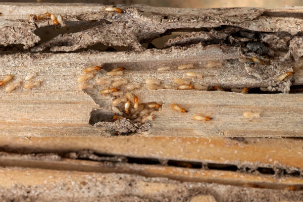 Best Commercial Pest Control Services  in , NC