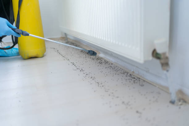 Best Wasp Removal Services  in , NC